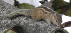 Indian palm squirrel in the Navy Base
